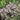 Gypsophila paniculata 'Flamingo' - 2026