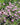 Gypsophila paniculata 'Flamingo' - 2026