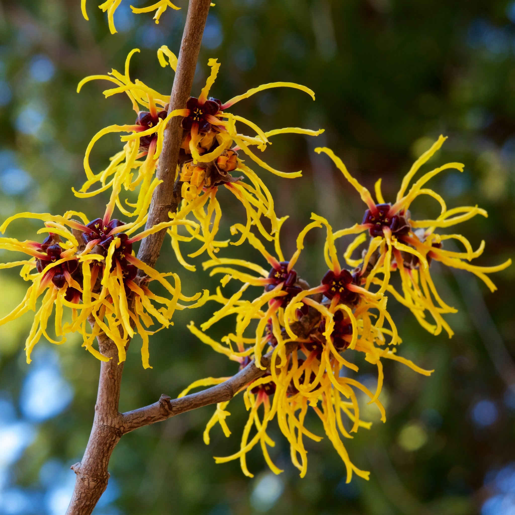Hamamali Hamamelis x intermedia Arnold Promise (Witch Hazel) 5L – Lincspplants