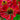 Helenium UFO 'Hot Lava' - 2026