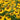 Helenium 'El Dorado' - 2026