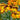 Helenium 'Rauchtopaz' - 2026