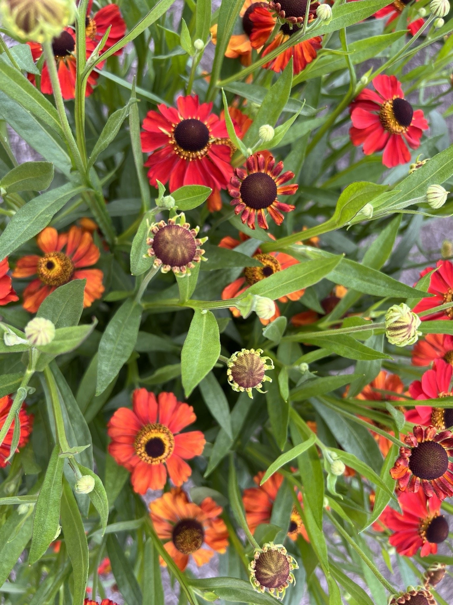 Helenium 'Red Army' - 2026 – Lincspplants