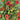 Helenium 'Red Army' - 2026