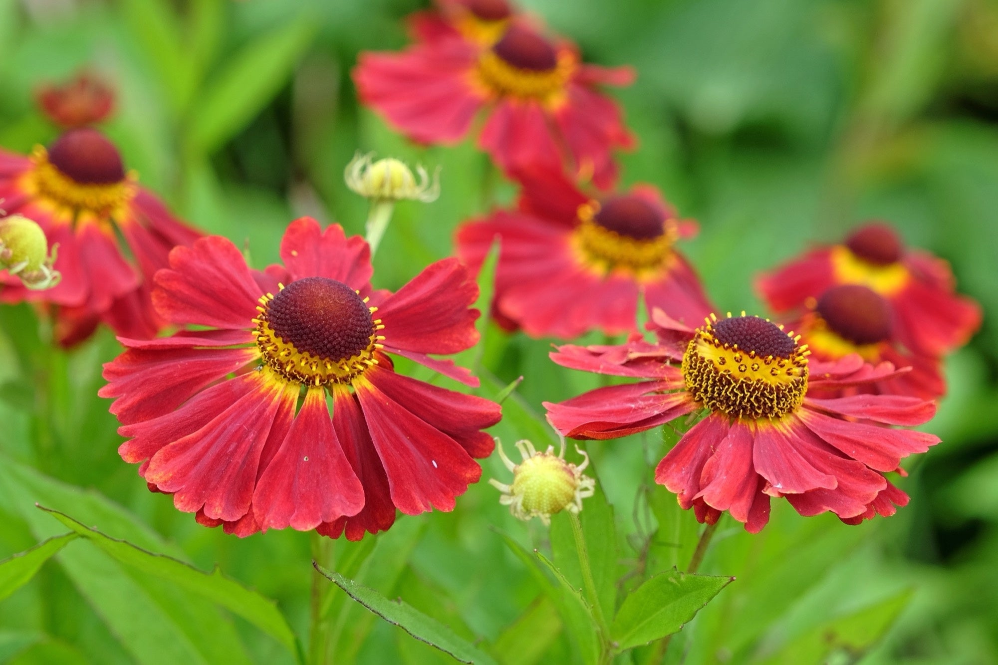 Helenium 'Ruby Tuesday' - 2026 – Lincspplants