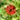 Helenium 'UFO Tom' - 2026