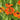 Helenium 'Waltraut' - 2026