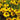 Helenium 'Wesergold' - 2026