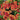 Helenium autumnale 'Mariachi Salsa' - 2026