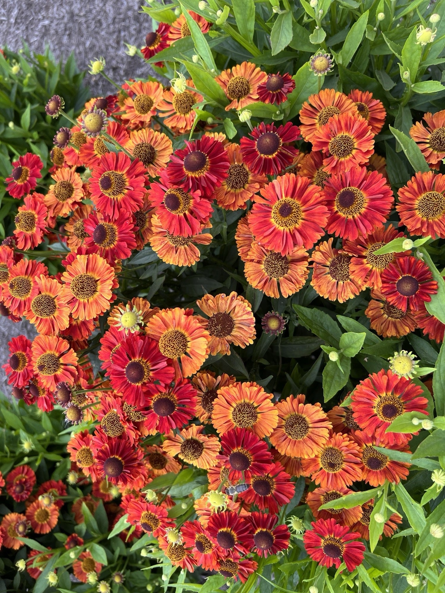 Helenium autumnale 'Mariachi Salsa' - 2026 – Lincspplants