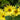 Helianthus 'Lemon Queen' - 2026