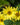 Helianthus 'Lemon Queen'