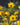 Helianthus tuberosus - 2026