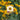 HeliopsisTemp