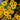 Heliopsis 'Loraine Sunshine' - 2026