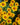 Heliopsis 'Loraine Sunshine' - 2026
