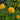 Heliopsis helianthoides 'Asahi' - 2026