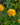Heliopsis helianthoides 'Asahi' - 2026