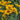 Heliopsis helianthoides scabra - 2026
