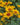 Heliopsis Helianthoides Scabra