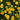 Heliopsis helianthoides scabra 'Venus' - 2026