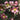 Hellebore/Helleborus orientalis - Pink (9cm)