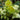 Helleborus argutifolius - 2026