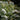 Helleborus argutifolius 'Silver Lace' - 2026