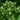 Helleborus foetidus - 2026