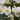 Helleborus niger - 2026