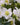 Helleborus Niger