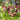 Helleborus orientalis - 2026