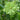 Helleborus orientalis 'Double Ellen Green' - 2026