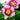 Helleborus orientalis 'Double Ellen Picotee' - 2026