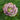 Helleborus orientalis 'Double Ellen Pink Spotted' - 2026