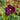 Helleborus orientalis 'Double Ellen Purple' - 2026