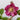 Helleborus orientalis 'Double Ellen Red' - 2026