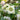 Helleborus orientalis 'Double Ellen White' - 2026