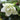 Helleborus orientalis 'Double White' - 2026