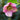 Helleborus orientalis 'Pretty Ellen Pink' - 2026