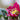 Helleborus orientalis 'Pretty Ellen Red' - 2026