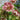 Helleborus orientalis 'Pretty Ellen Spotted' - 2026