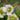 Helleborus orientalis 'Pretty Ellen White' - 2026