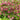 Helleborus orientalis 'Red Lady' - 2026