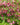 Helleborus orientalis 'Red Lady' - 2026