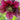 Helleborus Orientalis 'Red'