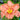 Hemerocallis 'Ageless Beauty' - 2026
