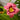 Hemerocallis 'Always Afternoon' - 2026