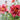 Hemerocallis 'Always Liberty' - 2026