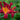 Hemerocallis 'Amadeus' - 2026